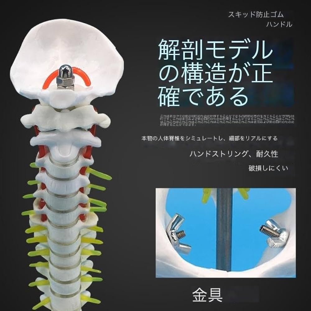 Amazon.co.jp: 背骨モデル 45CM 人体脊椎模型椎間板と神経 頚椎 胸椎